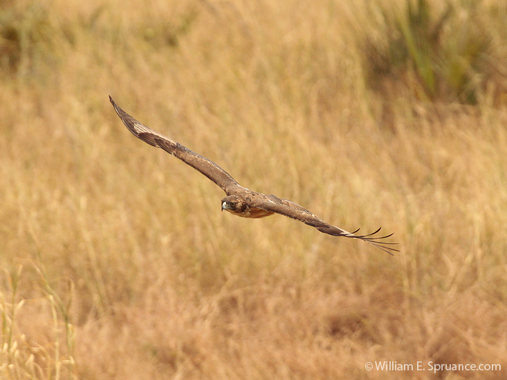015-immature African Hawk-Eagle-5J8E6504