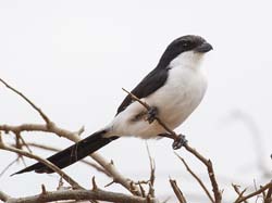 021-Long-tailed Fiscal-5J8E6596