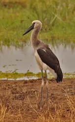 032-Stork-5J8E6720