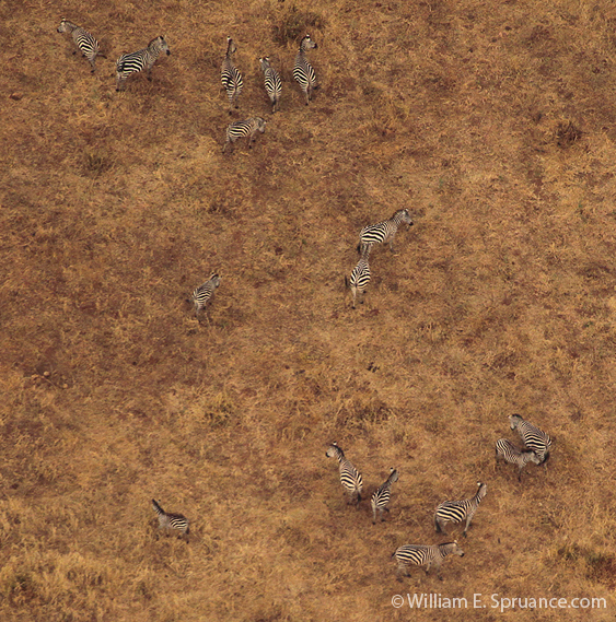 54-Zebras - 5J8E6853