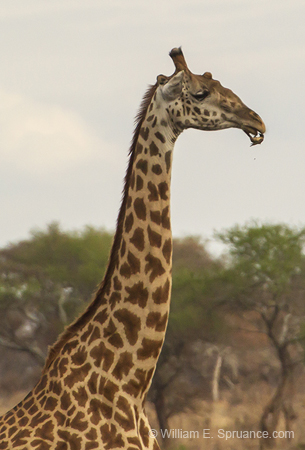 117-Giraffe with Oxpecker  5J8E7268