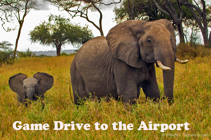 188-Game Drive to Airport 15J8E7700