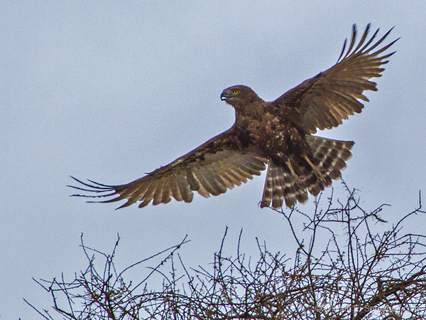 189-Brown Snake Eagle 5J8E7710