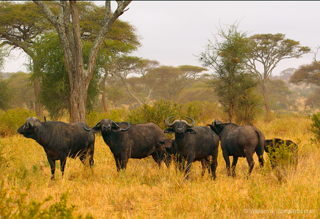 192-Cape Buffalo 5J8E7754