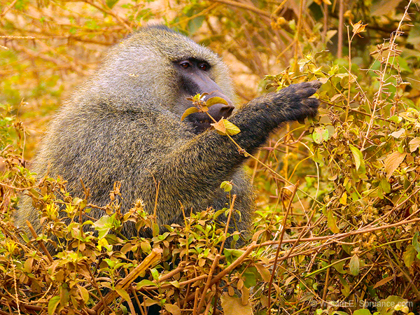 204-Olive Baboon 5J8E7767