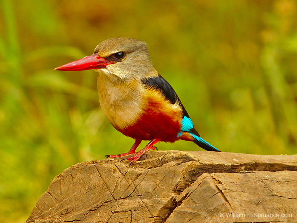 206-Woodland Kingfisher  5J8E7828