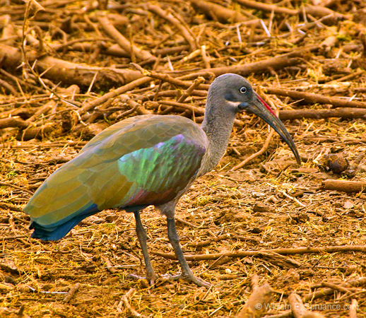 207-Hadada Ibis  5J8E7876