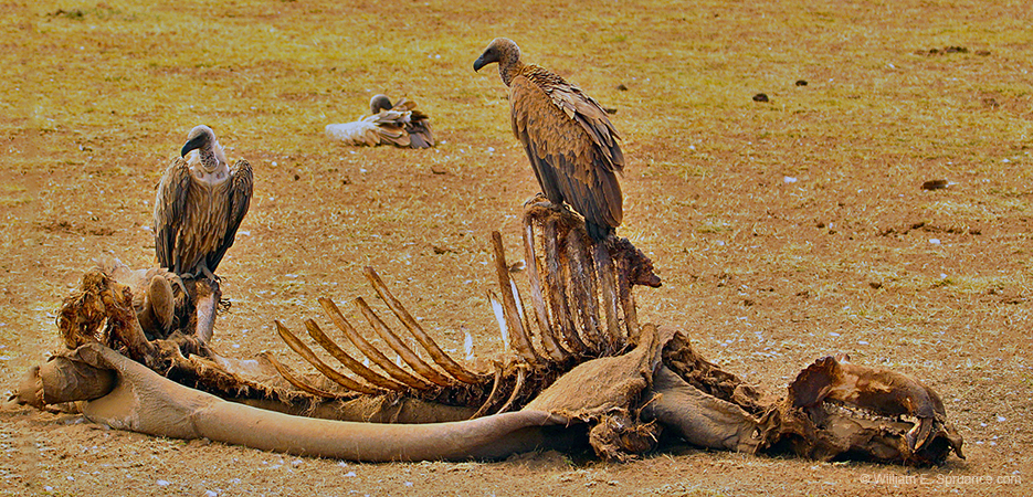 210-White-backed Vultures  5J8E7889