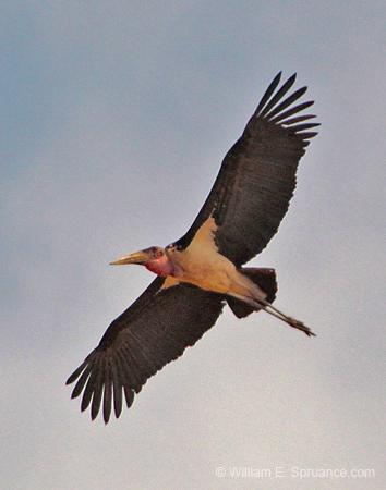 212-Marabou Stork  5J8E7905