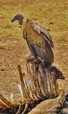 213-White-backed Vulture  5J8E7892