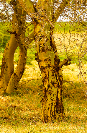 216-Green Bark Tree 5J8E7884