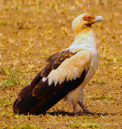 217-Palm-nut Vulture  5J8E7902
