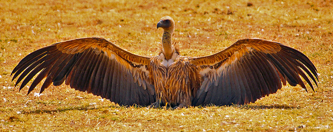219-White-backed Vulture  5J8E7908