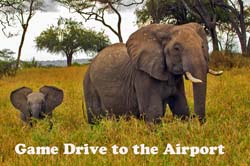 188-Game Drive to Airport 15J8E7700