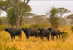 192-Cape Buffalo 5J8E7754