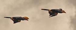 205-Silvery-cheeked Hornbill  5J8E7788