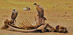 210-White-backed Vultures  5J8E7889