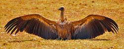 219-White-backed Vulture  5J8E7908