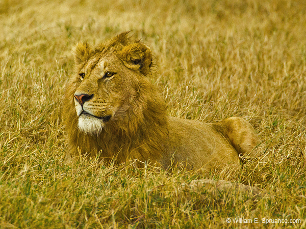 239-Male Lion  5J8E8151