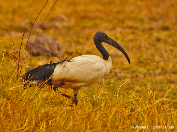 246-Sacred Ibis  5J8E8440