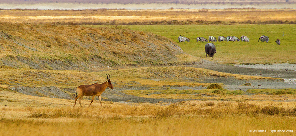 268-Hartebeest & Friends  5J8E8707