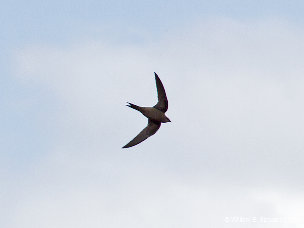 272-African Palm Swift  5J8E8682