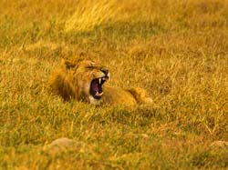 237-Male Lion  5J8E8126