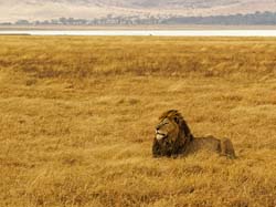 243-Male Lion  5J8E8188