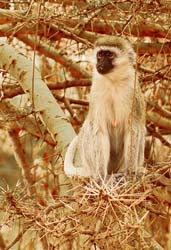 254-Vervet Monkey  5J8E8548
