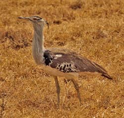 267-Kori Bustard   5J8E8635