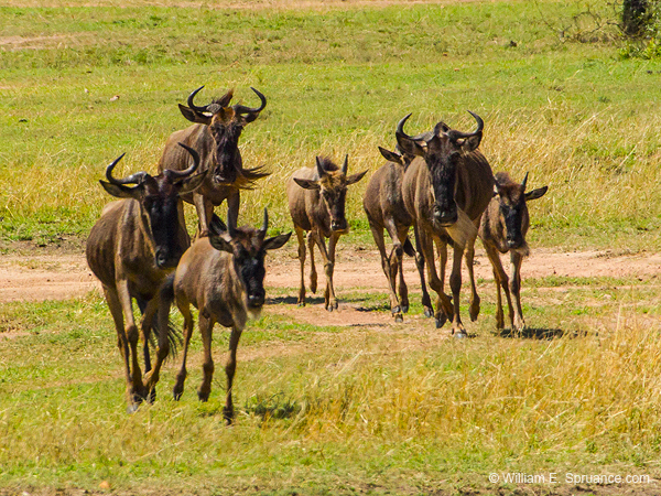 283-Wildebeast Family  5J8E8853