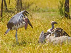 353-Marabou Stork & White Headed Vulture  5J8E9305