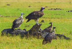 382-Vultures Waiting for a Kill  5J8E9507