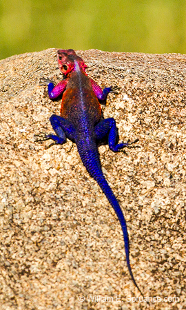 410-Agama Lizard  6J8E0065