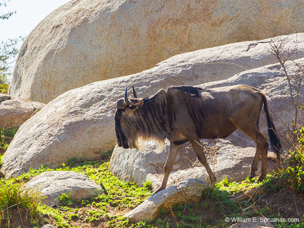 412-Wildebeast  6J8E0072