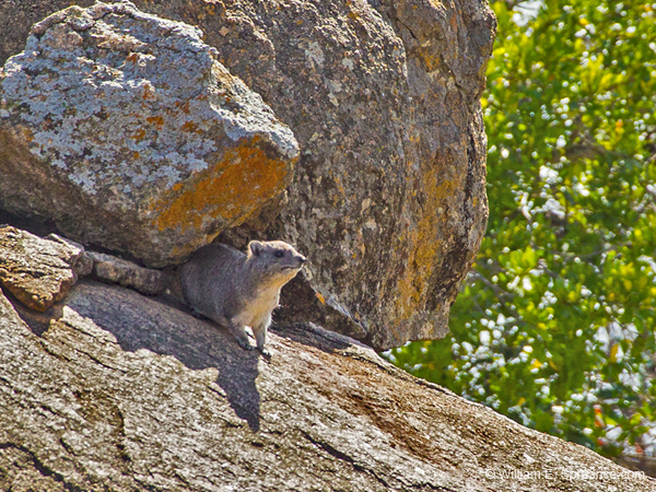 414-Rock hyrax  6J8E0079