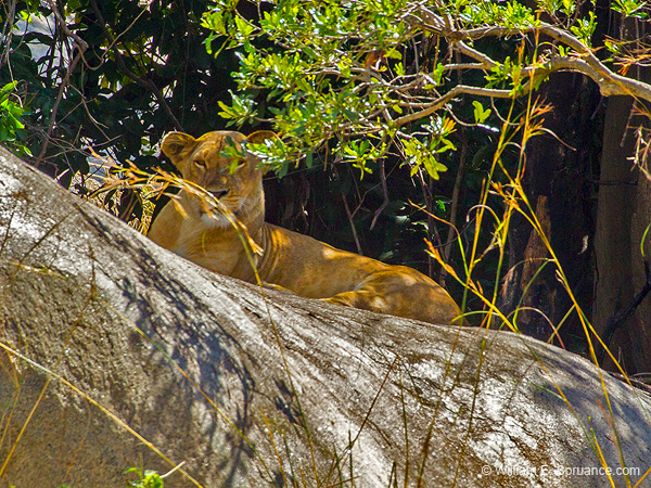 417-Lion 6J8E0092