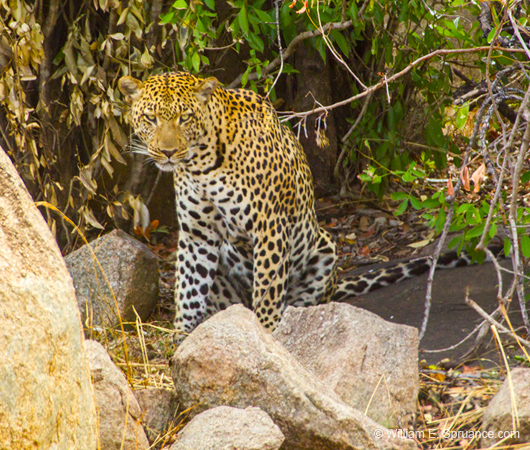 421-Leopard  6J8E0132