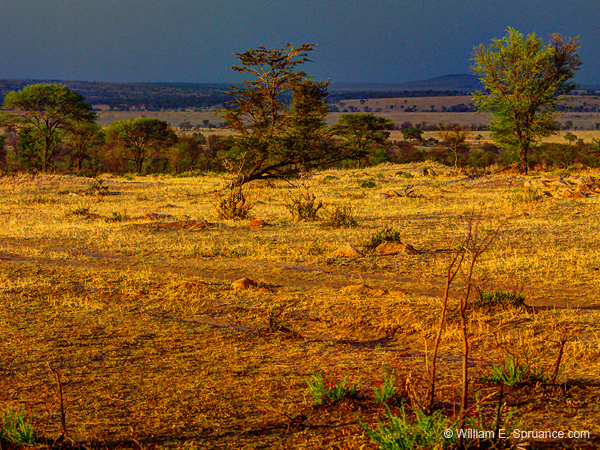 427-African Landscape  6J8E0262