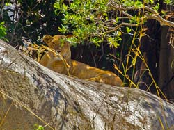 417-Lion 6J8E0092