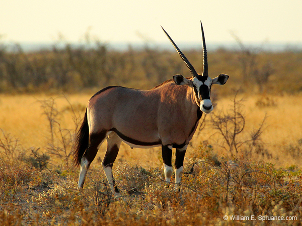 016- Gemsbok-7J8E1044