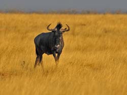015-Wildebeest-70D2-2190