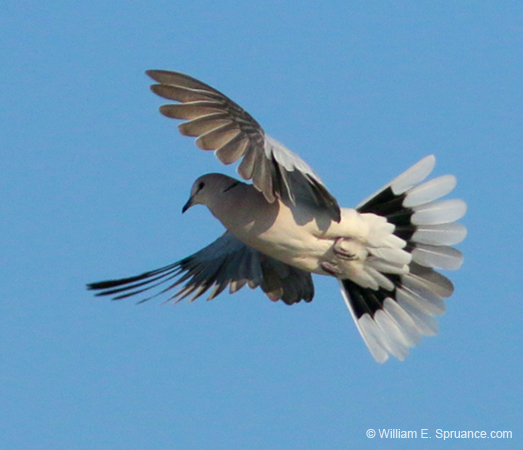 042-Cape Turtle-Dove-70D2-2291