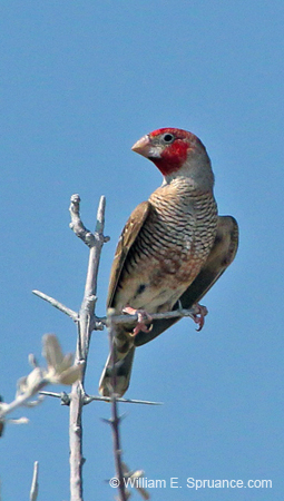 064-Red-headed Finch-70D2-2591