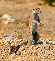 067-Striped Ground Squirrel-70D2-2652