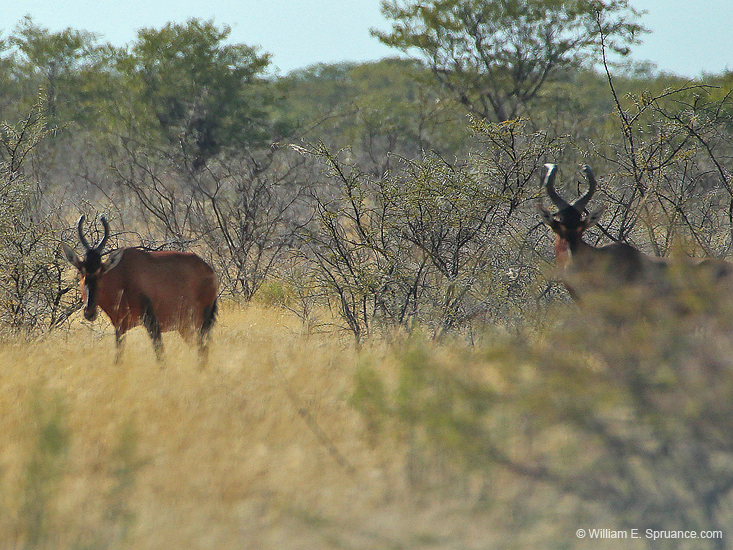 080-Red Hartebeest  7J8E1177