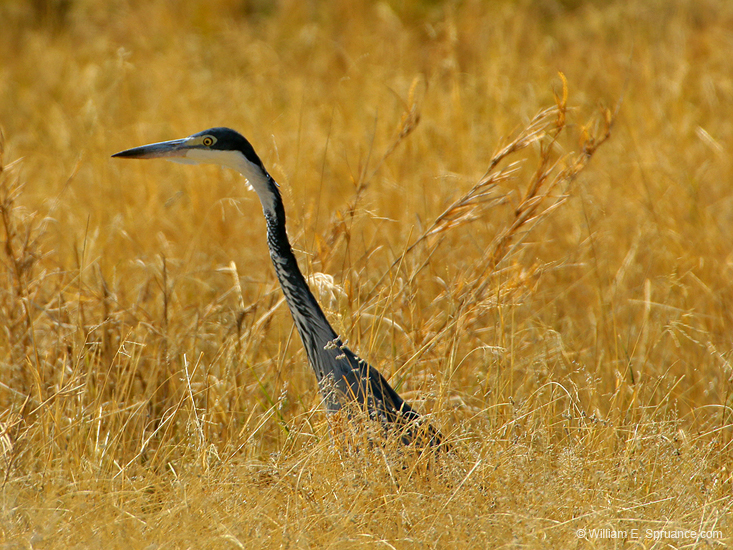096-Black-headed Heron 70D2-2763