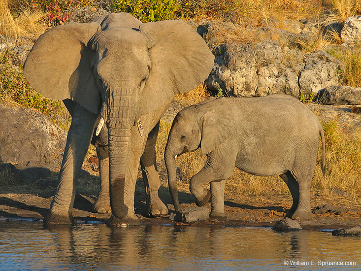 107-Elephants 70D2-2860