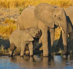 111-Elephants 70D2-2862