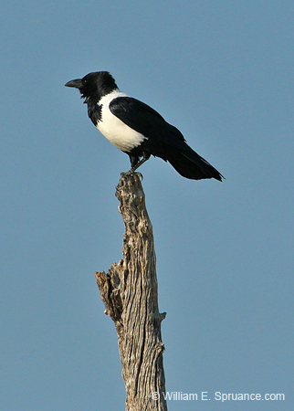 124-Pied Crow  70D2-2955